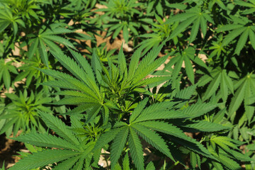 Fototapeta na wymiar Planta de Cannabis, medicinal