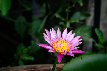 A very large beautiful Pink/Violet lotus or waterlily flower during it blooming in pond among greenery freshness environment. Natural background photo.