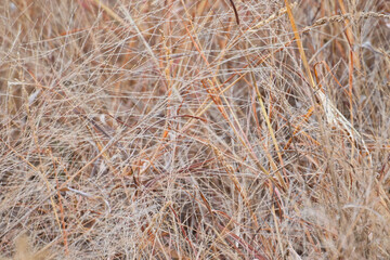 dry grass background