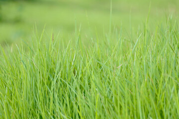 green grass background