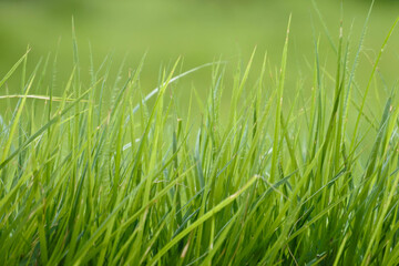 green grass background