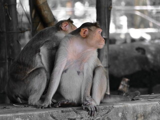 Monkey Couple resting under the tree during the day