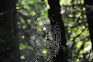 Tela de araña Banff