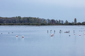 Fototapeta na wymiar Delicate blue-gray sunset on the lake. Birds rest on the calm waters of the pond. Selective focus