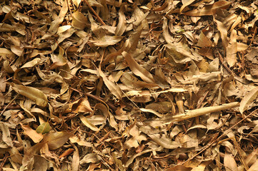 Dry leaves
