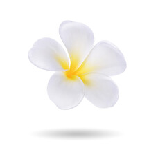 Plumeria flowers isolated on white background