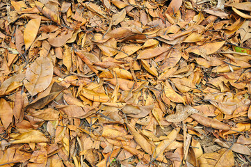 Dry leaves