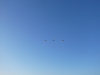 Trois cygnes volent dans le ciel bleu