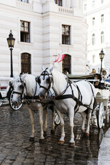 Naklejka na ściany i meble Lipizzaner horses in Vienna