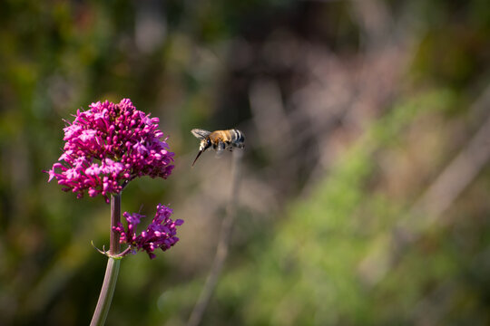 Abeille solitaire avec la langue dehors
