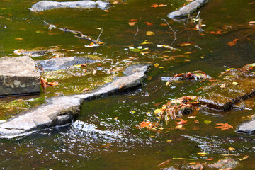 Water flowing in a creek in the forest over rocks