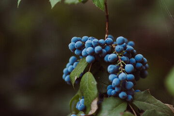 blue grape in the garden