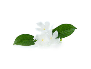 White flower isolated on white background