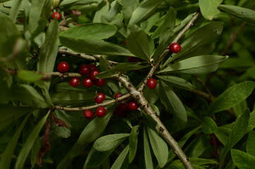 Berries of the wolf's bast plant. Daphne mezereum. Large planks of red poisonous berries.