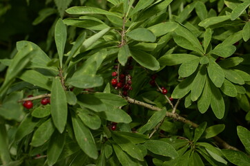 Berries of the wolf's bast plant. Daphne mezereum. Large planks of red poisonous berries.