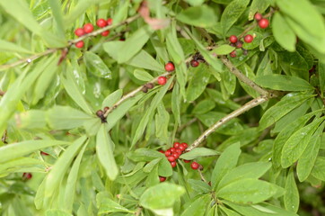 Berries of the wolf's bast plant. Daphne mezereum. Large planks of red poisonous berries.