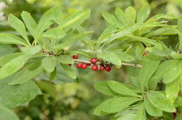 Berries of the wolf's bast plant. Daphne mezereum. Large planks of red poisonous berries.