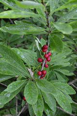 Berries of the wolf's bast plant. Daphne mezereum. Large planks of red poisonous berries.