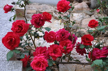 Rosal Paul Scarlet