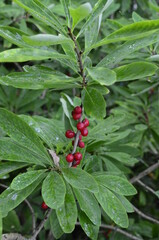 Berries of the wolf's bast plant. Daphne mezereum. Large planks of red poisonous berries.