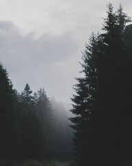 fog in the forest