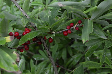 Berries of the wolf's bast plant. Daphne mezereum. Large planks of red poisonous berries.