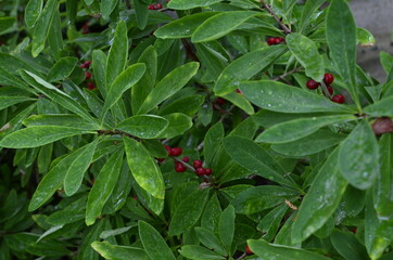 Berries of the wolf's bast plant. Daphne mezereum. Large planks of red poisonous berries.