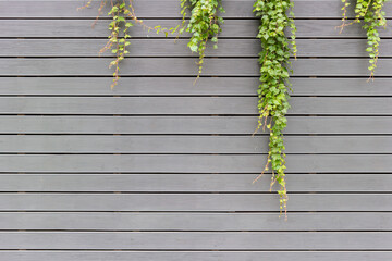 회색 벽 위에 피어있는 초록 담쟁이 넝쿨 (가로 줄무늬)