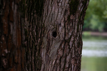 
Willow tree bark in early morning