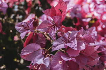 Różowo fioletowe kwiaty, roślina ogrodowa, ładne słoneczne wiosenne tło. © insomniafoto