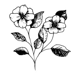 Hand drawn doodle flower. Isolated on white. Vector