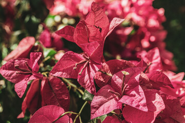 Różowo fioletowe kwiaty, roślina ogrodowa, ładne słoneczne wiosenne tło. © insomniafoto