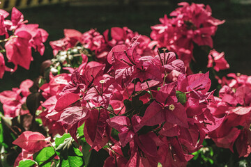 Różowo fioletowe kwiaty, roślina ogrodowa, ładne słoneczne wiosenne tło. © insomniafoto