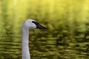 Trompeterschwan