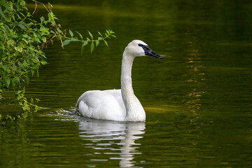 Trompeterschwan