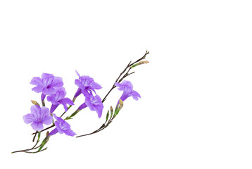 Fototapeta na wymiar purple flowers top view on white background