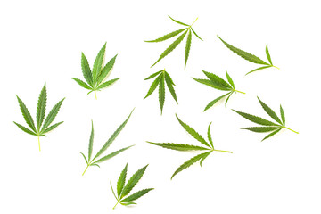 Fototapeta na wymiar Small cannabis leaves are scattered on a white background. View from above. Photo concept.