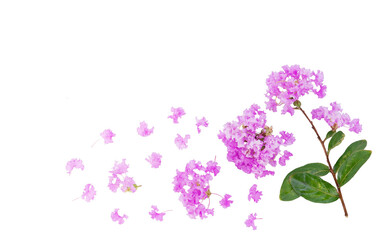 Fototapeta na wymiar Inthanin purple flowers on a white background