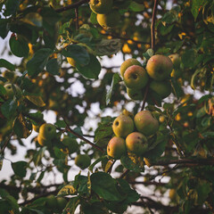 Apple tree with apples after the rain