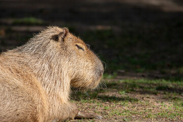 Capybara 