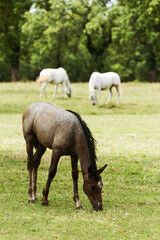 Obraz na płótnie Canvas Lipizzaner horses in Lipica stable, Slovenia