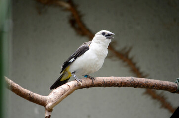 シロガシラウシハタオリ