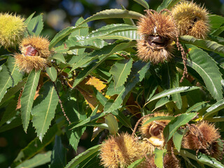 closeup on sunny day on tree branch laden with chestnuts in autumn
