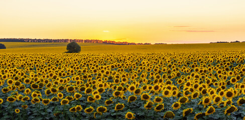 Obraz premium Sunflower field on a warm summer evening
