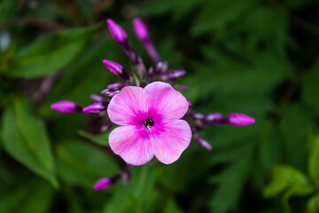 Fototapeta premium pinker Phlox; einzelne Blüte
