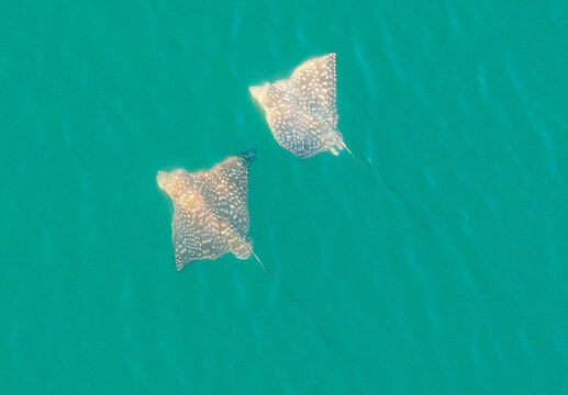 Stingrays Swimming  in Caribbean Sea