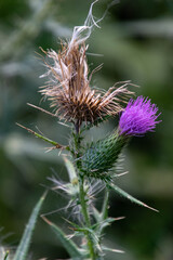 Flowers along side of rail trail