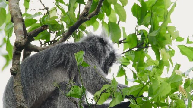 The silvery lutung, also known as the silvered leaf monkey or the silvery langur feeding on a tree at Bako National Park, Malaysia. Wild nature stock footage.