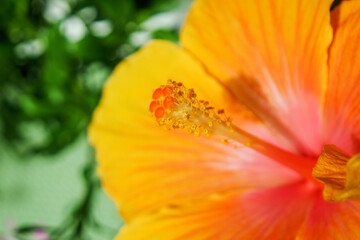  Hibiskus © Emil Lazar