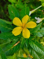yellow flower on green background